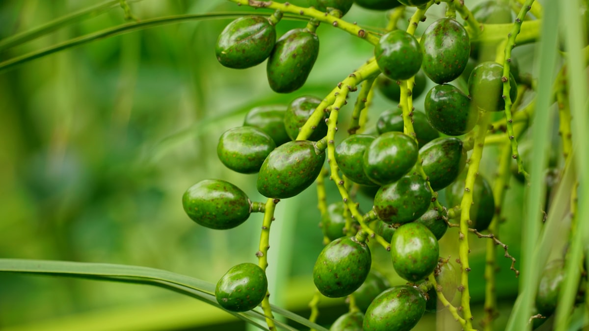Natural supplements guide